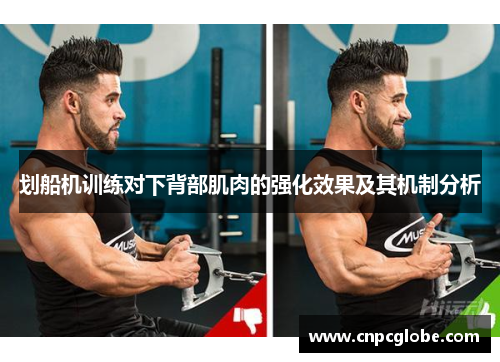 划船机训练对下背部肌肉的强化效果及其机制分析